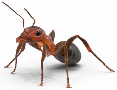 Control de hormigas en Tenerife