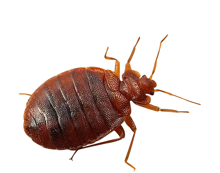 Tratamiento de chinches en Tenerife