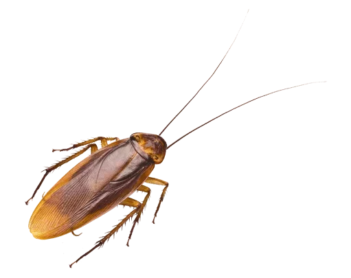 Tratamiento de cucarachas en Tenerife