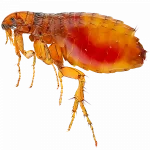 Control de pulgas en Tenerife