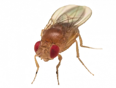 Control de moscas en Tenerife