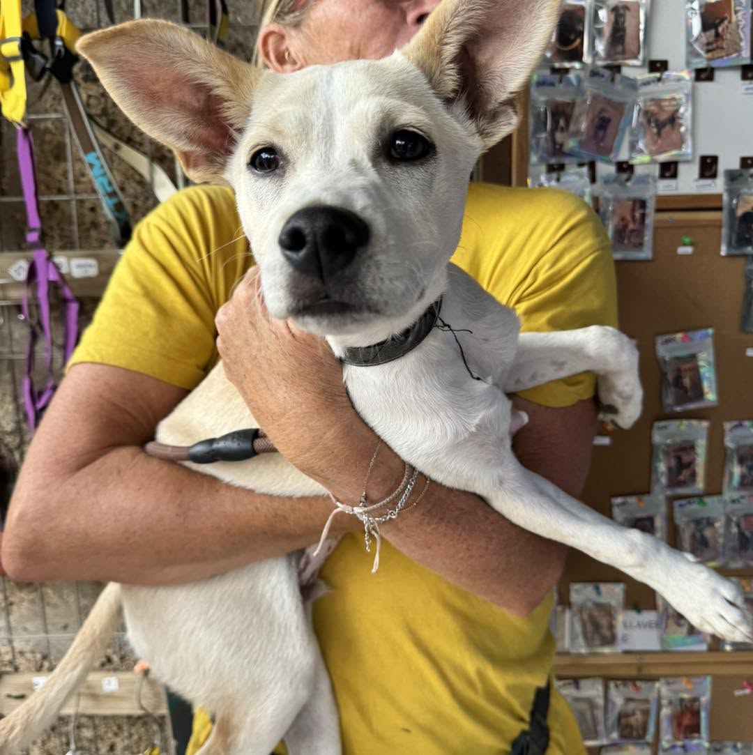 Rescue dog at Live Paws shelter looking for a forever home in Tenerife