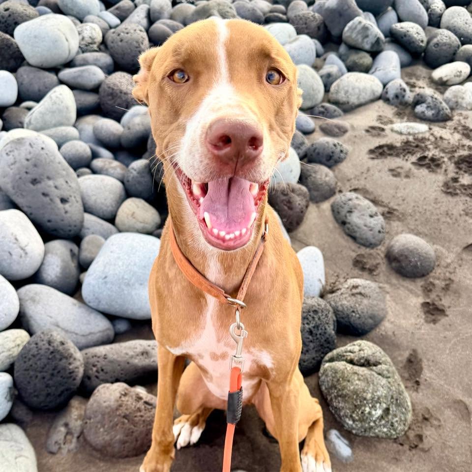 Happy rescue dog available for adoption at Live Paws Tenerife