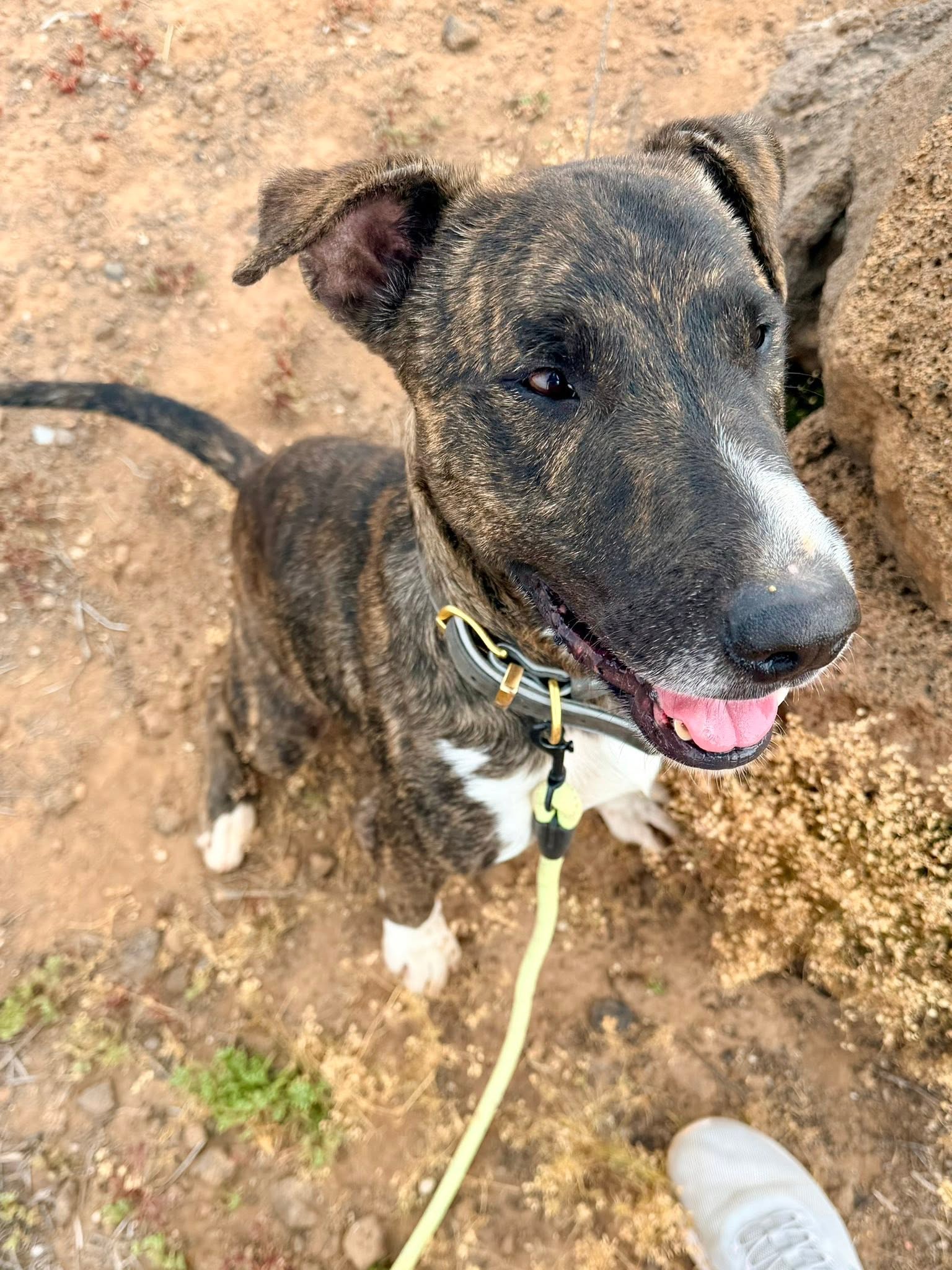 Live Paws team caring for rescued dogs in South Tenerife