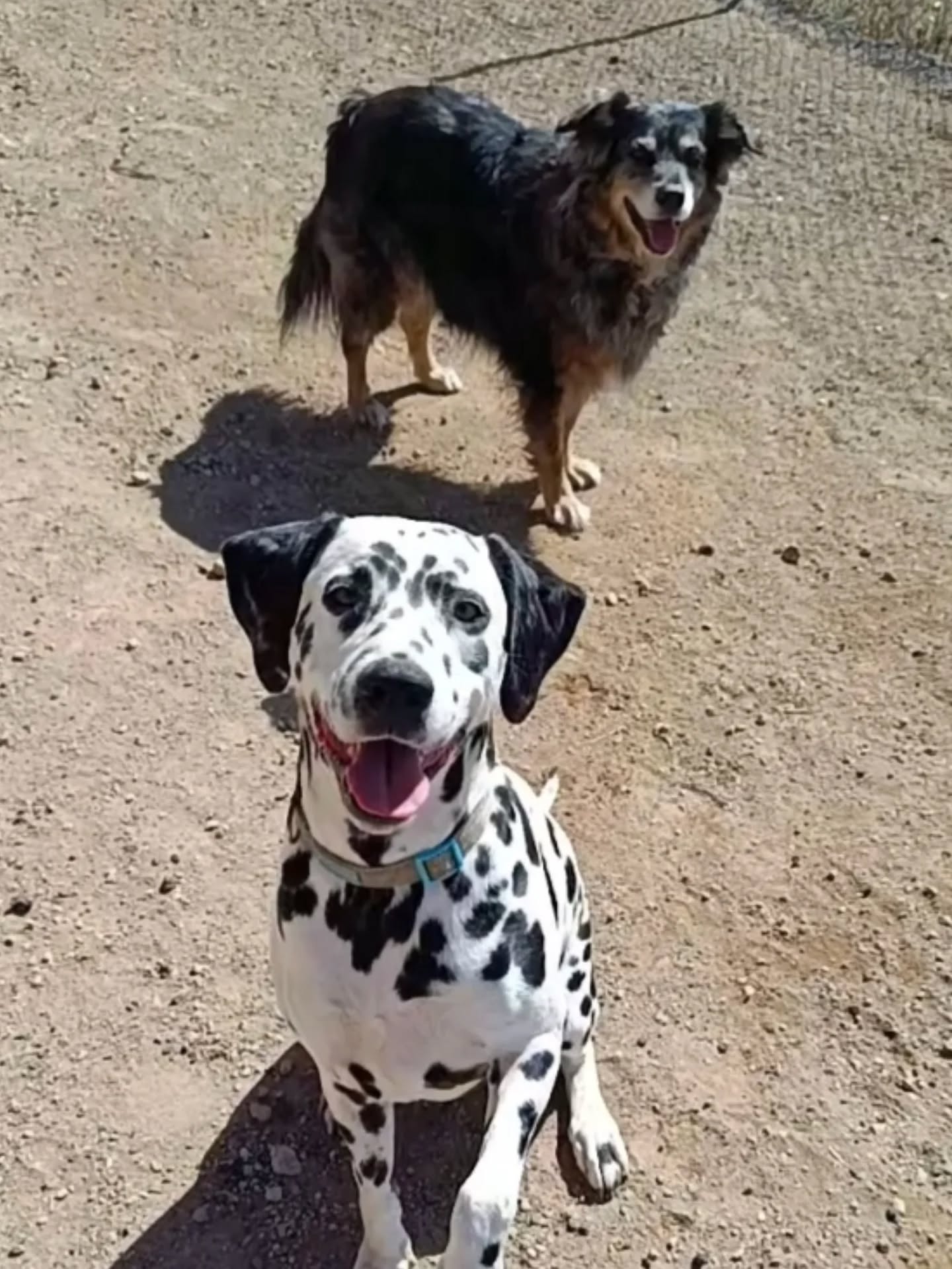 Dog walking volunteers at Live Paws rescue shelter Tenerife