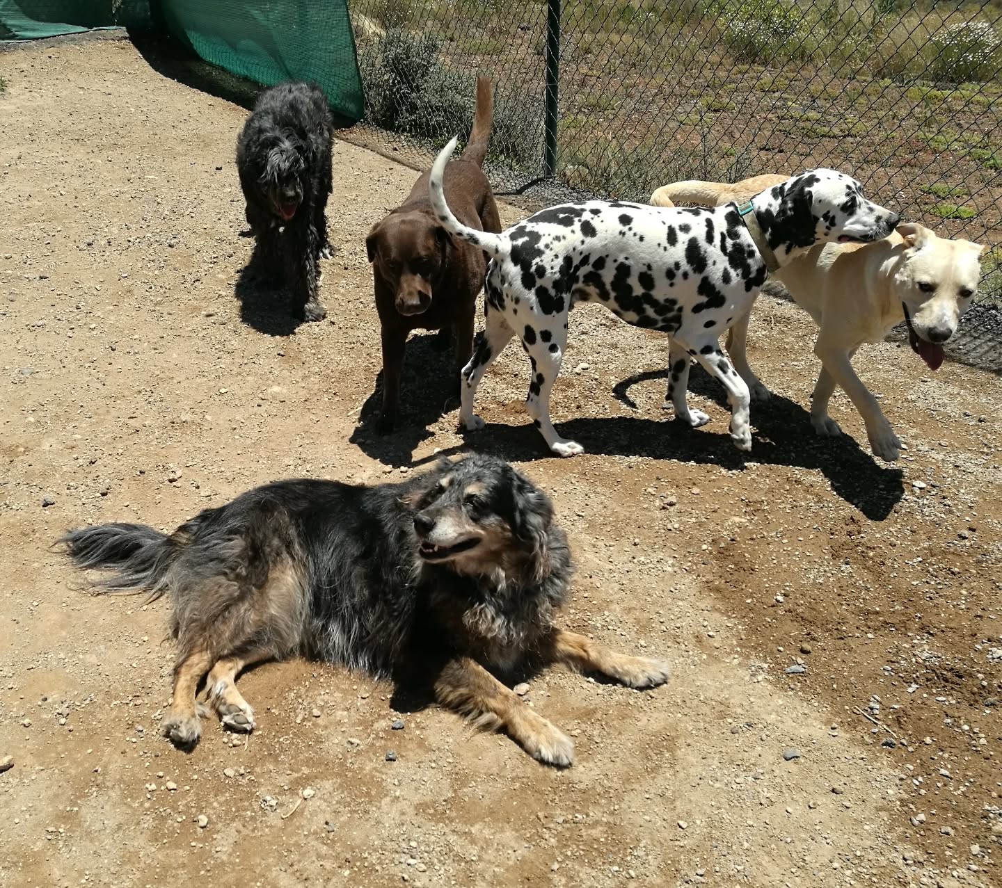Rescue dog finding love at Live Paws Tenerife animal shelter