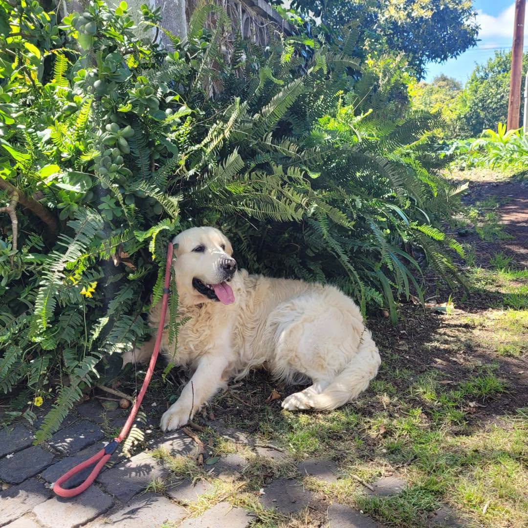 Abandoned dog rescued by Live Paws volunteers in Tenerife