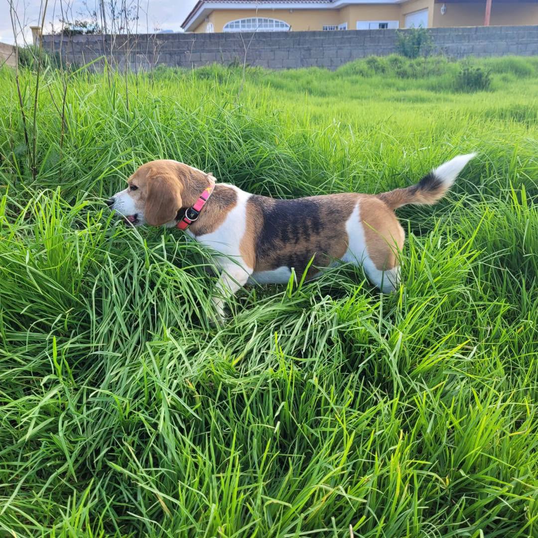 Live Paws Tenerife rescue dog ready for adoption