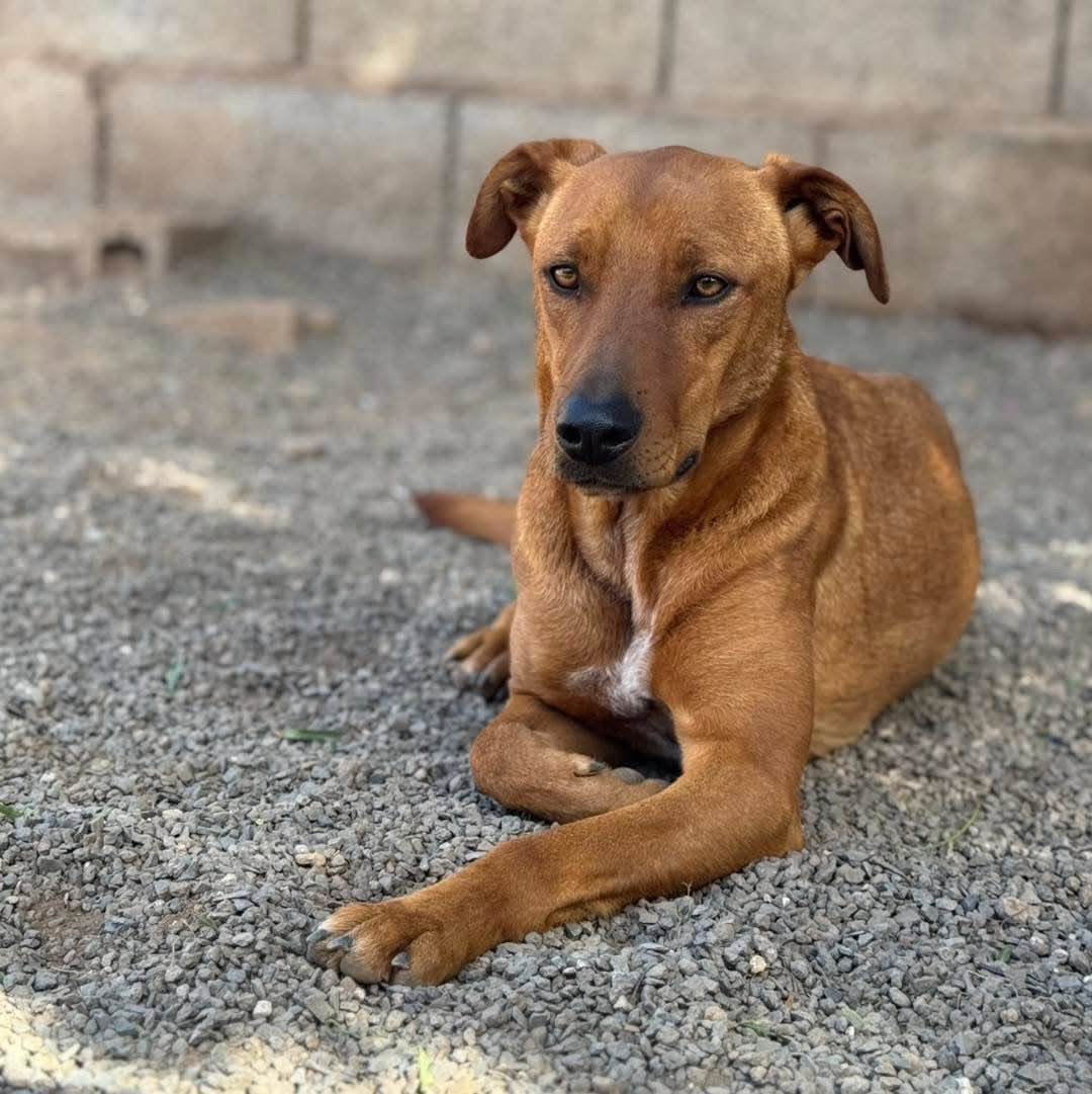 Rescue dogs at Live Paws animal shelter in South Tenerife looking for forever homes