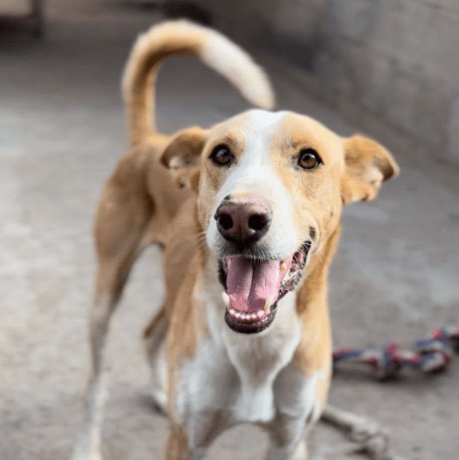Toto, a rescue dog at Live Paws Tenerife looking for a forever home in 2026
