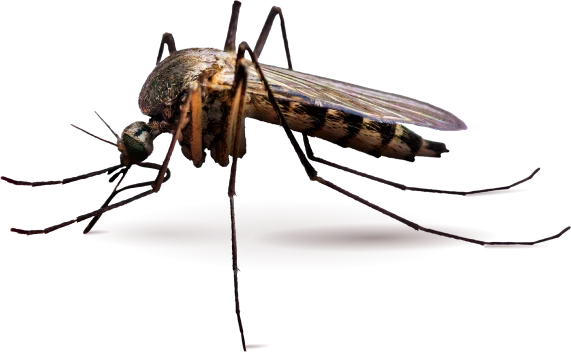 Tratamiento de mosquitos en Tenerife