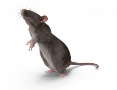 Control de roedores y ratas en Tenerife