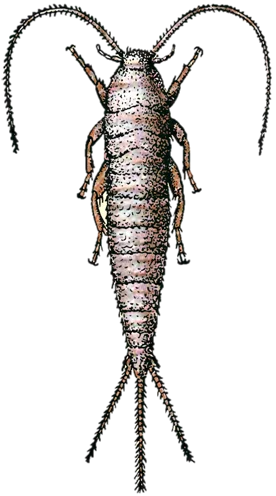 Control de lepismas en Tenerife