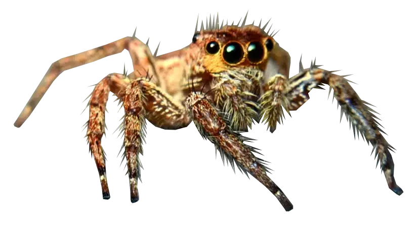 Spider Control