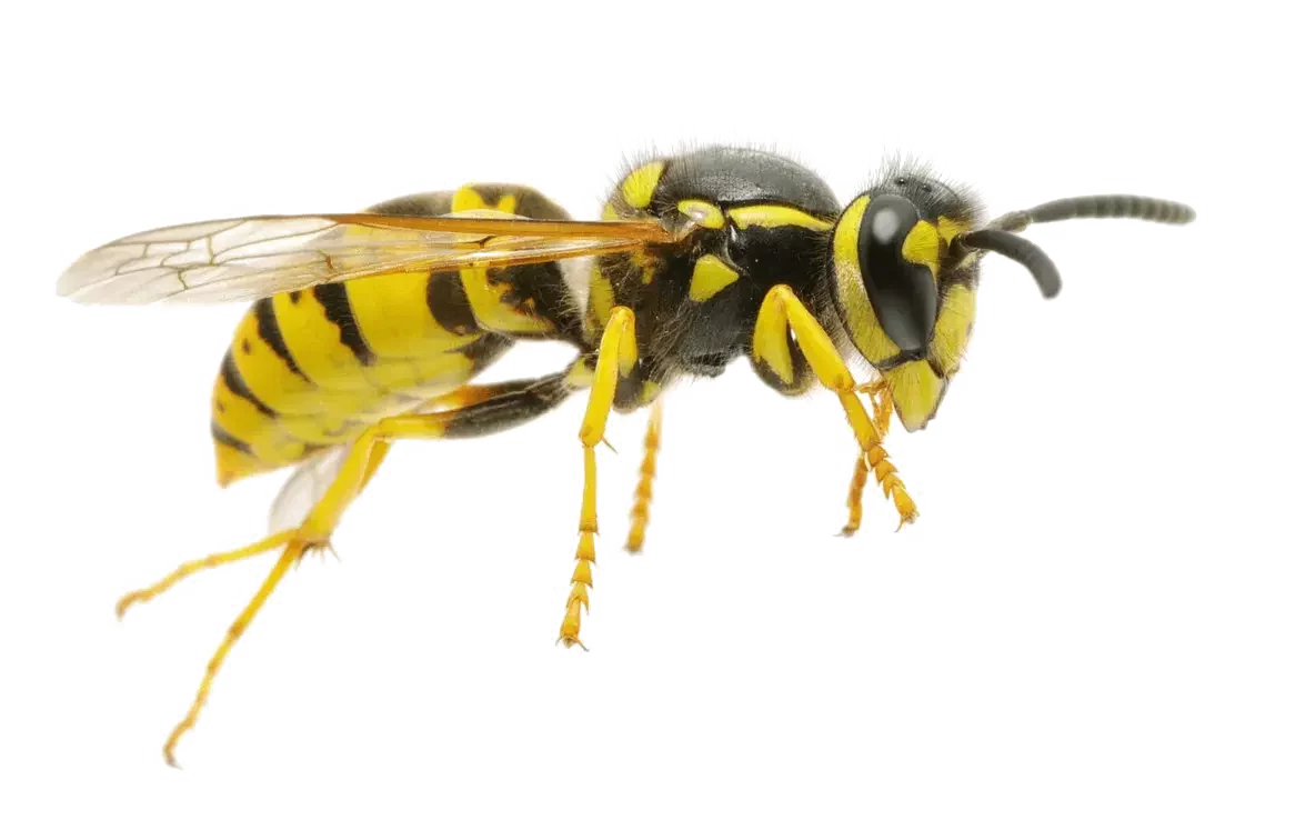 Wasp Removal